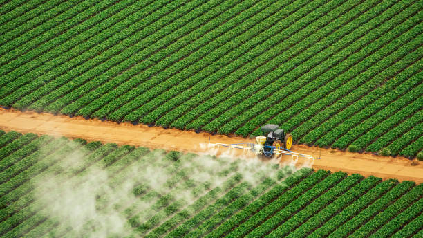Insect Control in Grovetown, GA