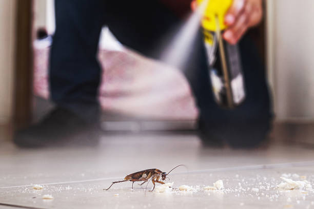 Best Insect Control  in Grovetown, GA